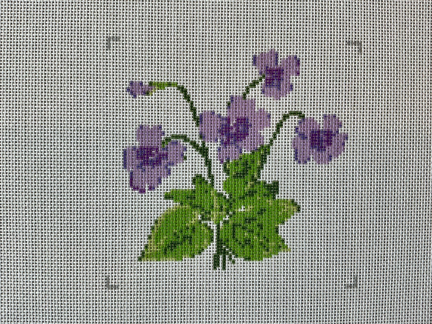 Lavender Flowers C-KCD2988