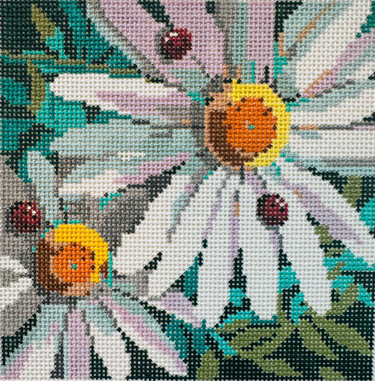 Daisies 13m C-KDSPL32