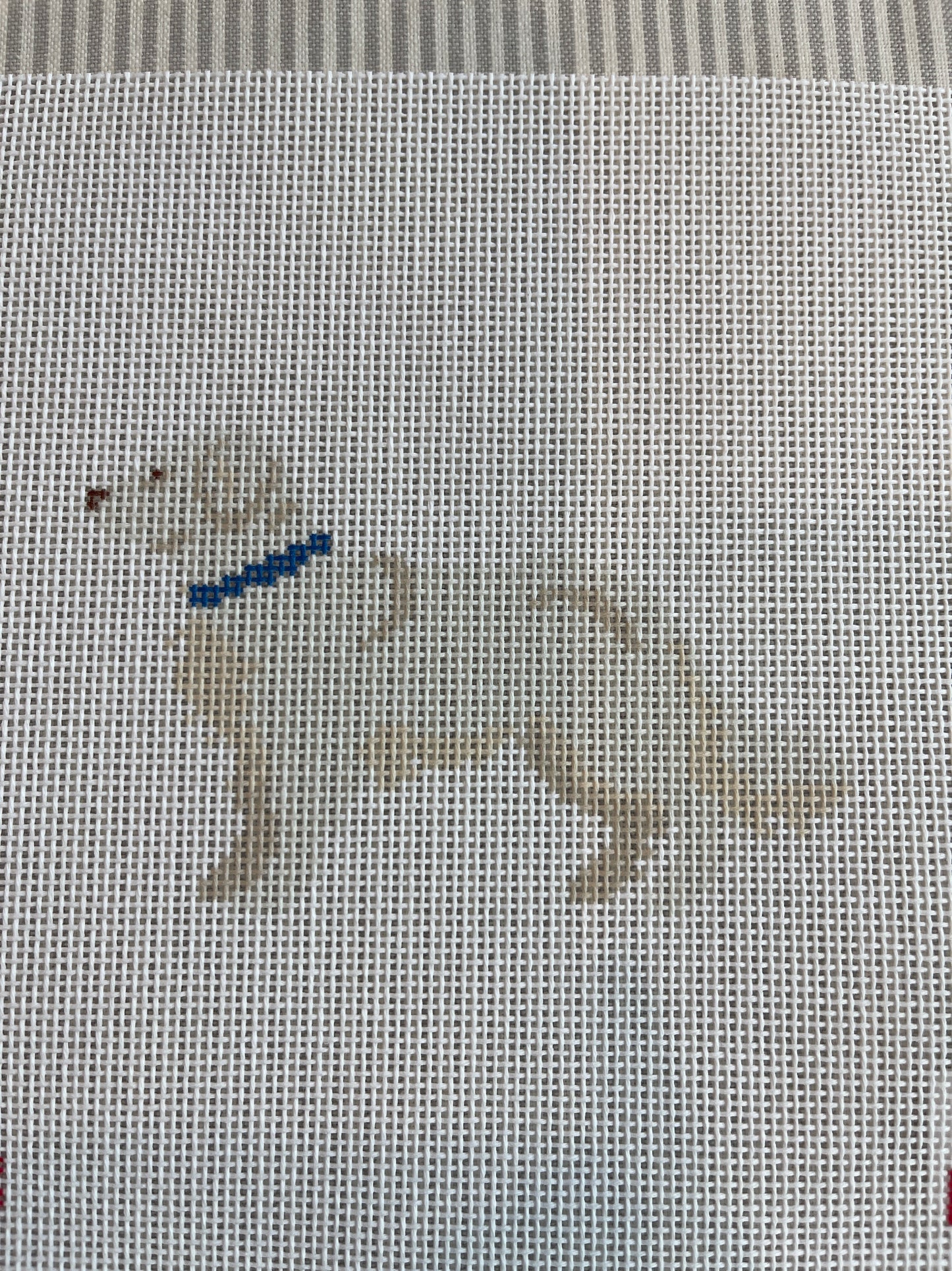 English Cream Golden Retriever C-BH45