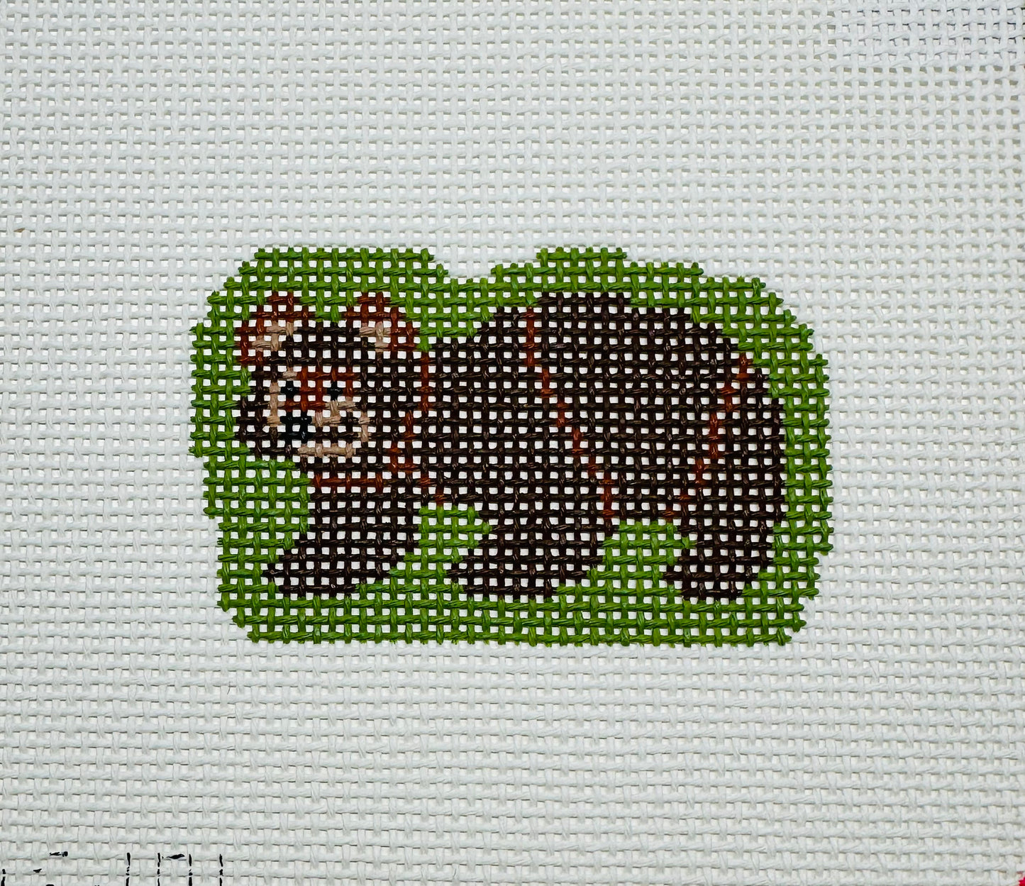 Baby Bear C-SAS101
