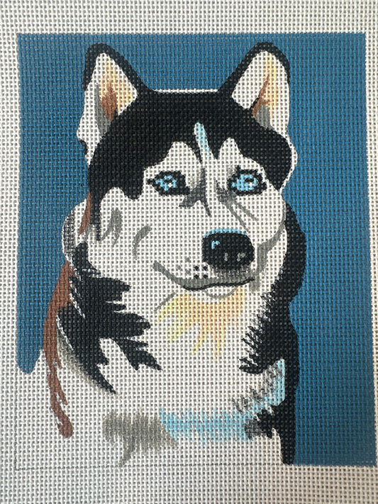 Husky on Blue C-MC556